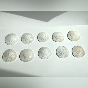 Natural California Sand Dollar Shells - Large 3 inch shells Set of 10